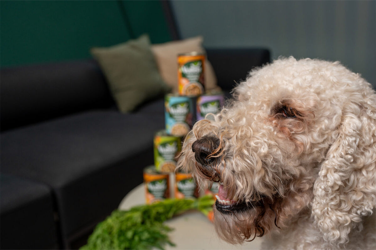 Glücklicher Hund vor einem Turm aus Vutter veganes Hundefutter Dosen