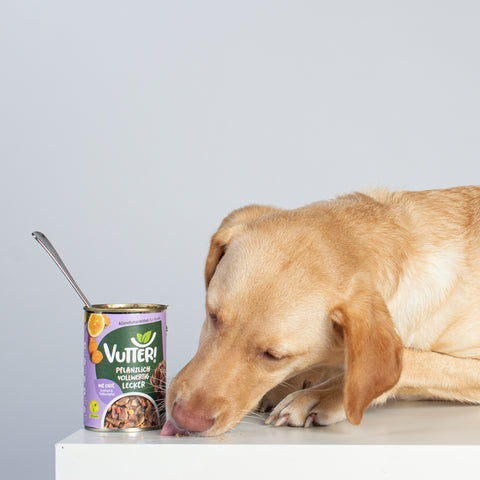 Unser Bürohund Ada schleckt an einer Dose veganes Nassfutter wie Ente von Vutter!