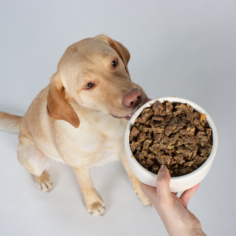 Unser Bürohund Ada schleckt an einem Napf gefüllt mit veganem Nassfutter wie Ente von Vutter!