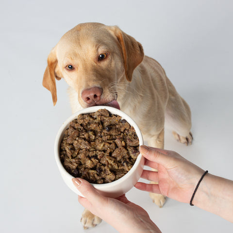 Unser Bürohund Ada schleckt an einem Napf mit veganem Nassfutter wie Wild von Vutter!