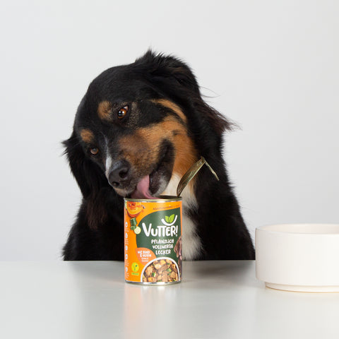 Unser Bürohund Lotta schleckt an einer Dose mit veganem Nassfutter wie Rind & Huhn von Vutter!