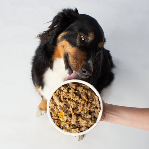 Unser Bürohund Lotta schleckt an einem Napf mit veganem Nassfutter wie Rind & Huhn von Vutter!