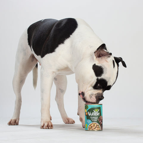 Unser Bürohund Nairobi schleckt an einer Dose veganes Nassfutter wie Fisch von Vutter!