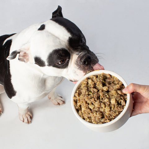 Unser Bürohund Nairobi schleckt an einem Napf mit veganem Nassfutter wie Fisch von Vutter!