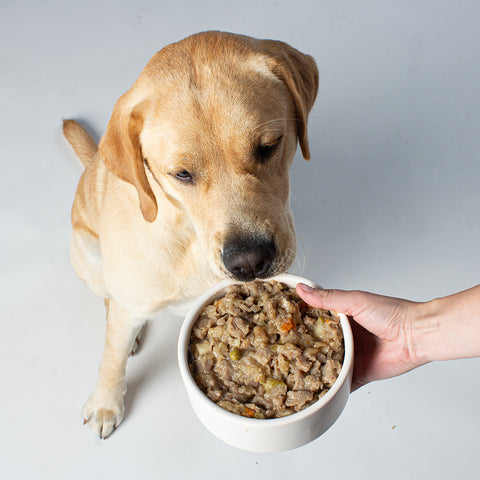 Unser Bürohund Aviero schleckt an einem Napf mit veganem Nassfutter wie Huhn von Vutter!