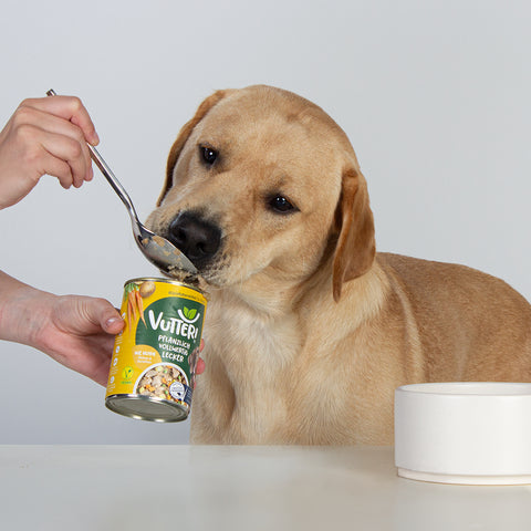 Unser Bürohund Aviero schleckt an einem Löffel mit veganem Nassfutter wie Huhn von Vutter!