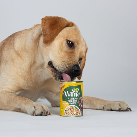 Unser Bürohund Aviero schleckt an einem Napf mit veganem Nassfutter wie Huhn von Vutter!