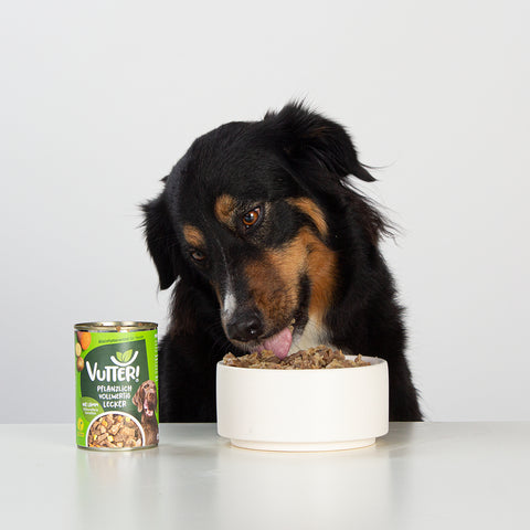 Unser Bürohund Lotta schleckt an einem Napf mit veganem Nassfutter wie Lamm von Vutter!