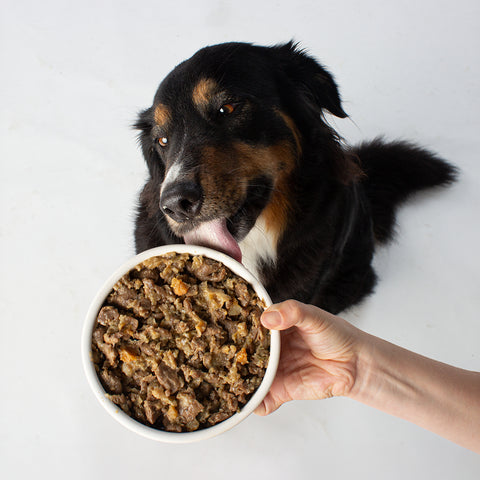 Unser Bürohund Lotta schleckt an einem Napf mit veganem Nassfutter wie Lamm von Vutter!