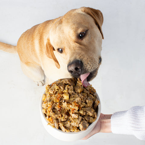 Unser Bürohund Aviero schleckt an einem Napf mit veganem Nassfutter wie Pute von Vutter!