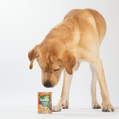 Unser Bürohund Aviero schaut auf eine Dose mit veganem Nassfutter wie Pute von Vutter!