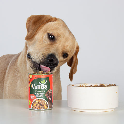 Unser Bürohund Aviero schleckt an einer Dose mit veganem Nassfutter wie Rind von Vutter!