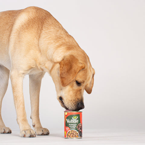 Unser Bürohund Aviero schleckt an einer Dose mit veganem Nassfutter wie Rind von Vutter!