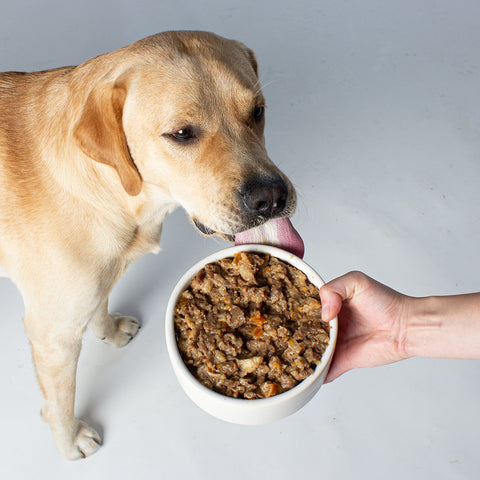 Unser Bürohund Aviero schleckt an einem Napf mit veganem Nassfutter wie Rind von Vutter!