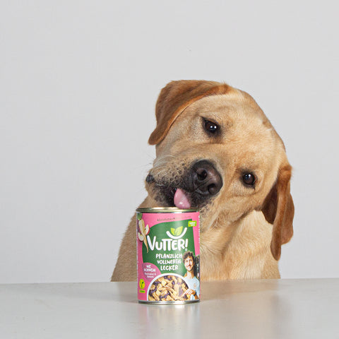 Bürohund Avi schleckt an der neuen Nassfutterdose wie Schwein