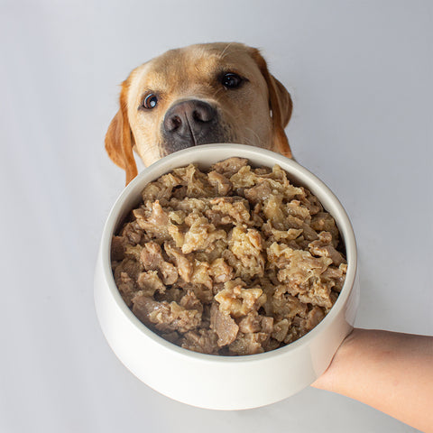 Bürohund Avi schaut gespannt unter einem Napf gefüllt mit wie Schwein hervor.