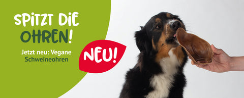 Desktopbanner mit Lotta und unserem neuen veganen Schweineohr