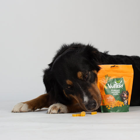 Unser Bürohund Lotta lliegt und schnüffelt an einer Tüte mit veganen Leckerli wie Leberwurst von Vutter!