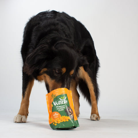 Unser Bürohund Lotta schnüffelt in einer Tüte mit veganen Leckerli wie Leberwurst von Vutter!