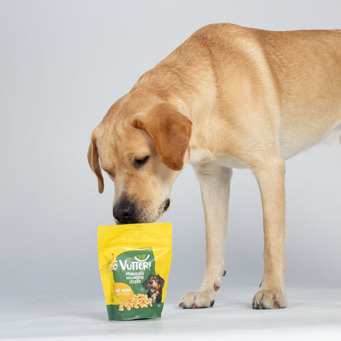 Unser Bürohund Aviero schnüffelt an einer Tüte mit veganen Leckerli wie Huhn von Vutter!