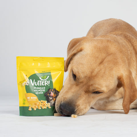 Unser Bürohund Aviero schnüffelt an einer Tüte mit veganen Leckerli wie Huhn von Vutter!