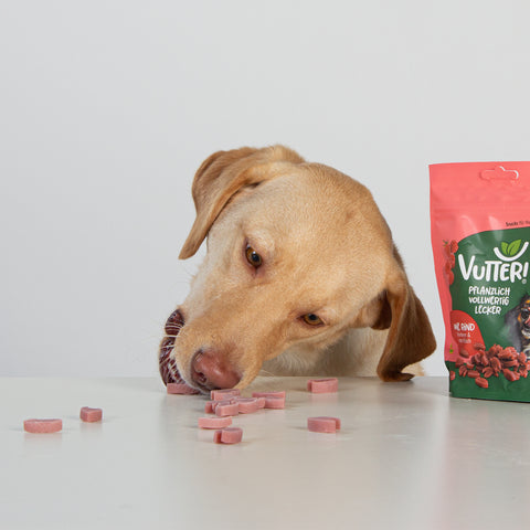 Unser Bürohund Ada frisst Snacks neben einer Tüte mit veganen Leckerli wie Rind von Vutter!