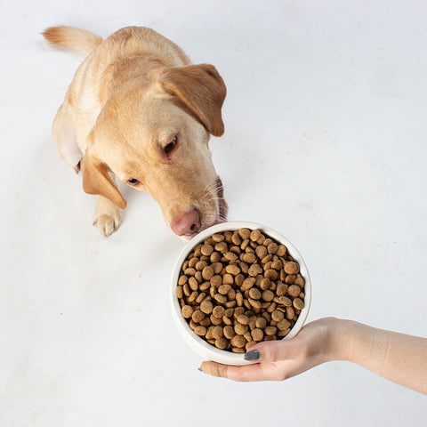 Unser Bürohund Ada schleckt an einem Napf mit unserem veganen Trockenfutter wie Huhn von Vutter!