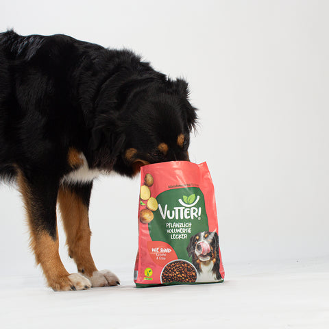 Unser Bürohund Lotta schnüffelt in einem Beutel veganes Trockenfutter wie Rind von Vutter!