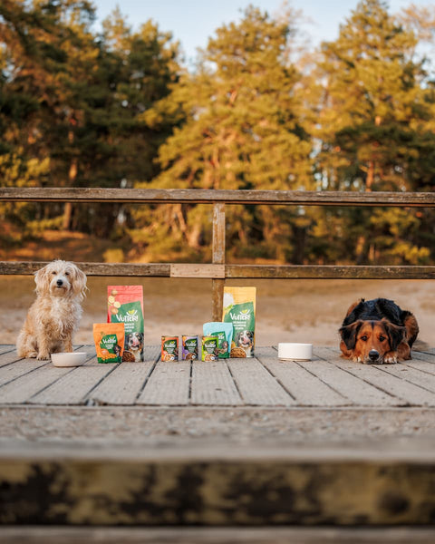 Zwei Hunde auf Holzsteg mit Vutter!