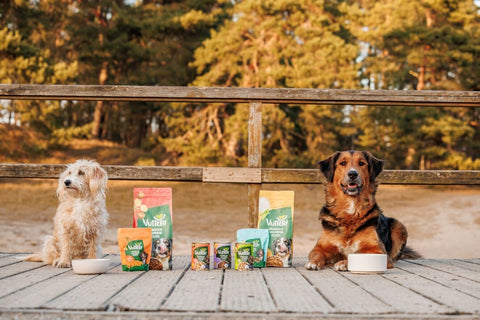 Zwei Hunde liegen neben den Vutter! Produkten auf einem Holzweg