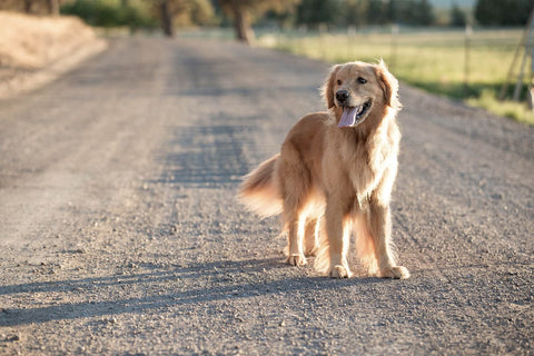 Hund steht mit herausgestreckter Zunge auf einem Weg