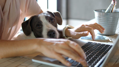 Hund sitzt auf dem Schoß am Schreibtisch vor einem Laptop