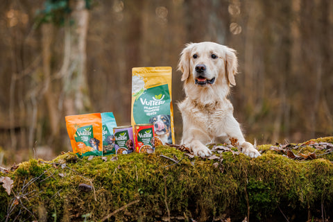 Hund sitzt mit de Pfoten auf einem Stamm im Wald neben den Vutter! Produkten