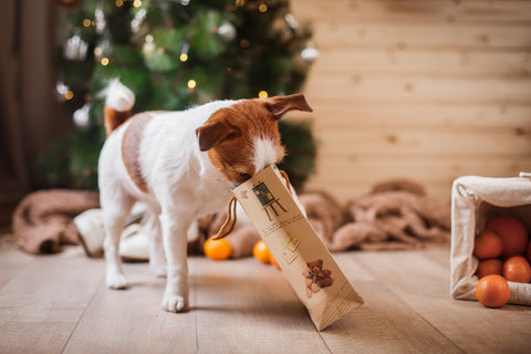 Hund mit Weihnachtsbaum im Hintergrund