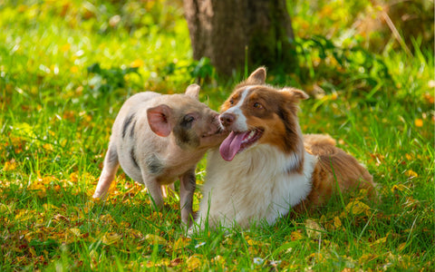 Hund liegt neben einem Schwein im Gras auf einer Wiese
