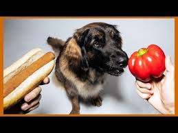 Titelbild des Videos vom Karim Montasser zur veganen Hundeernährung
