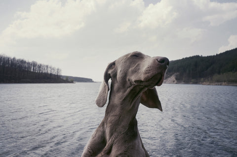 Hund vor einem See