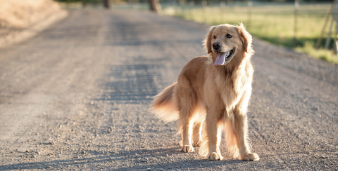 Hund steht mit ausgestreckter Zunge auf einem Weg