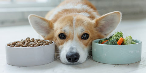 Hund liegt mit dem Kopf zwischen zwei Näpfen mit Trockenfutter und Gemüse
