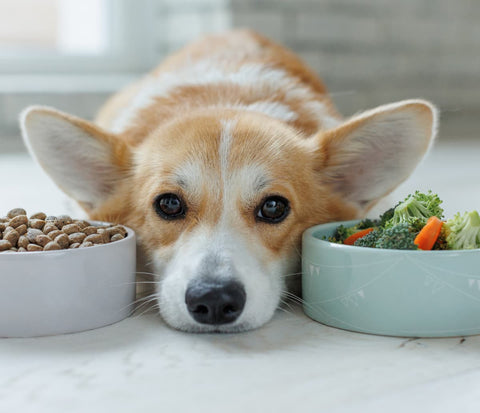 Hund liegt mit dem Kopf zwischen zwei Näpfen mit Trockenfutter und Gemüse