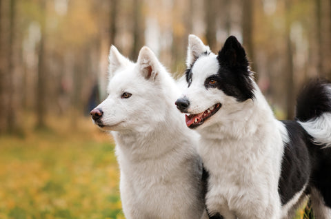 Zwei Hunde im Wald